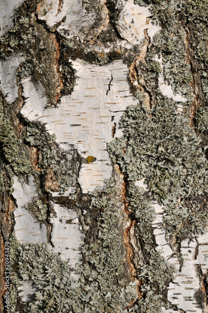 Obraz premium Fond d'écorce de bouleau avec du lichen parmelia