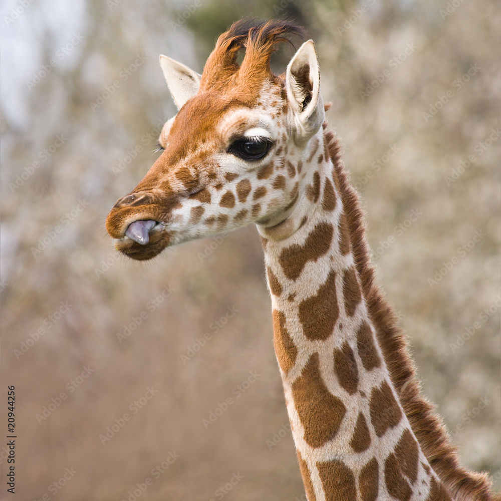 Obraz premium Baby giraffe portrait