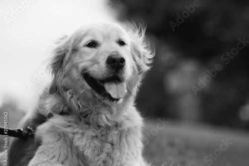 Beautiful, Black and White Golden Retriever Portrait