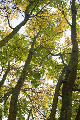 Wood in Autumn