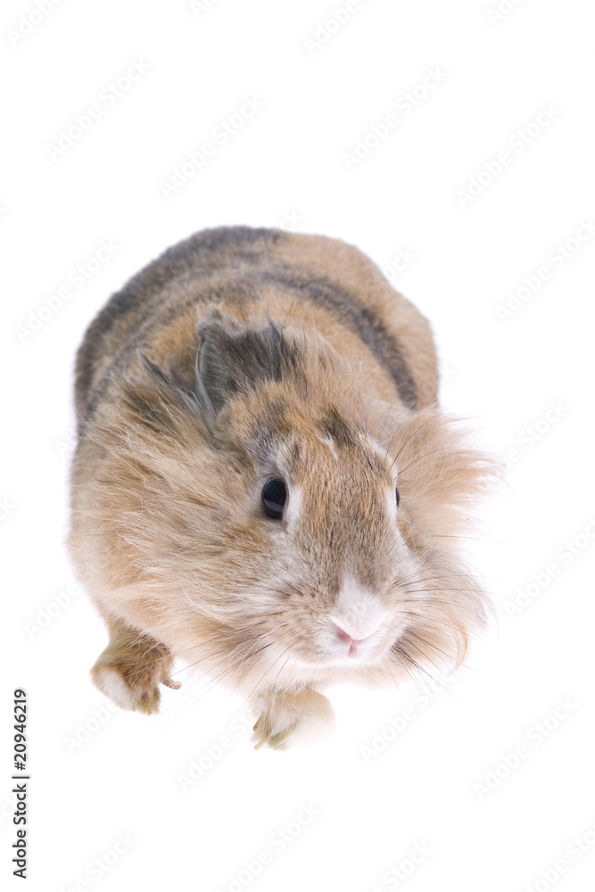 Rabbit isolated on white background Rabbit isolated on white background