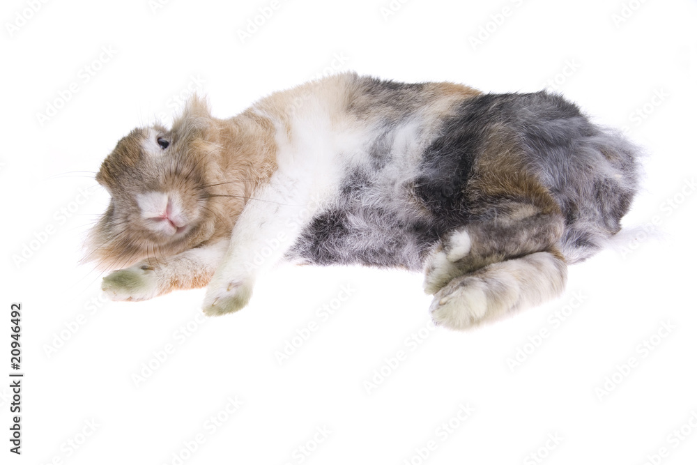 Obraz premium rabbit isolated on white background