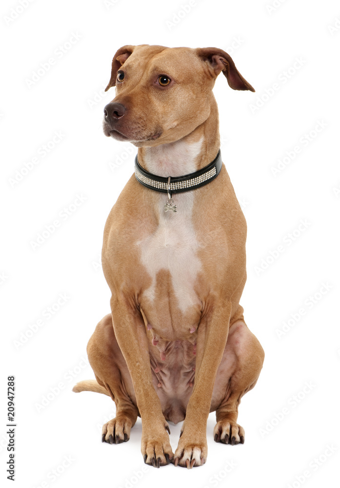 American Pit Bull Terrier, 4 years old, sitting