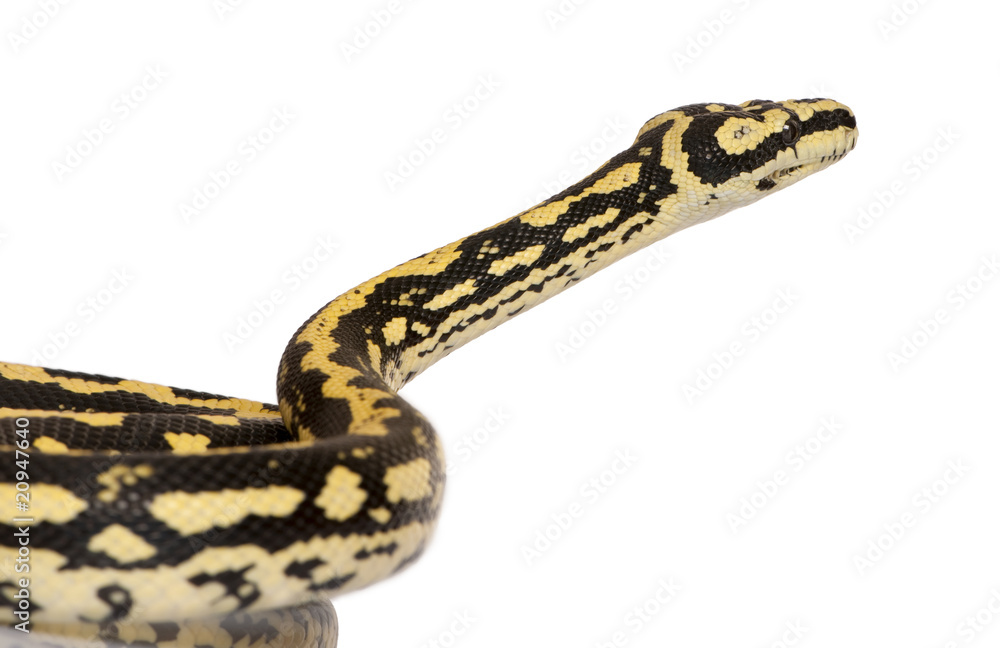 Side view of Morelia spilota variegata, a subspecies of python Side view of Morelia spilota variegata, a subspecies of python