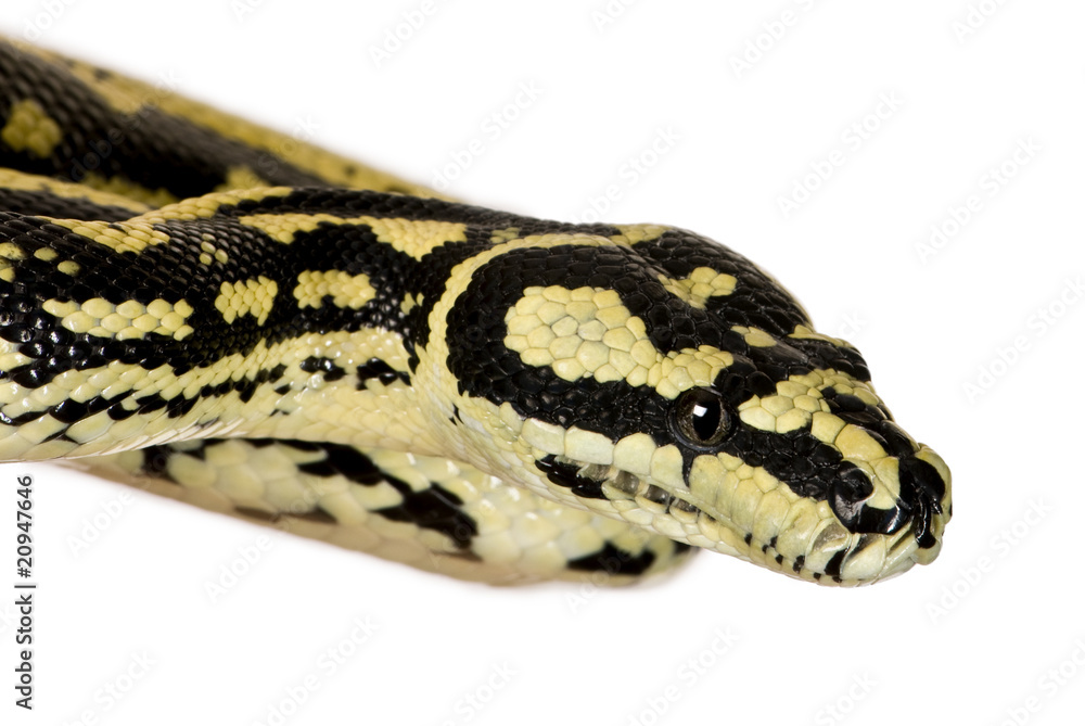 Morelia spilota variegata, a subspecies of python Morelia spilota variegata, a subspecies of python
