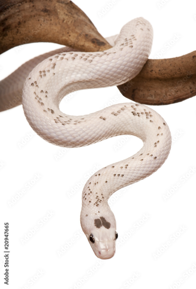 Fototapeta premium Front view of Black Rat Snake hanging from branch