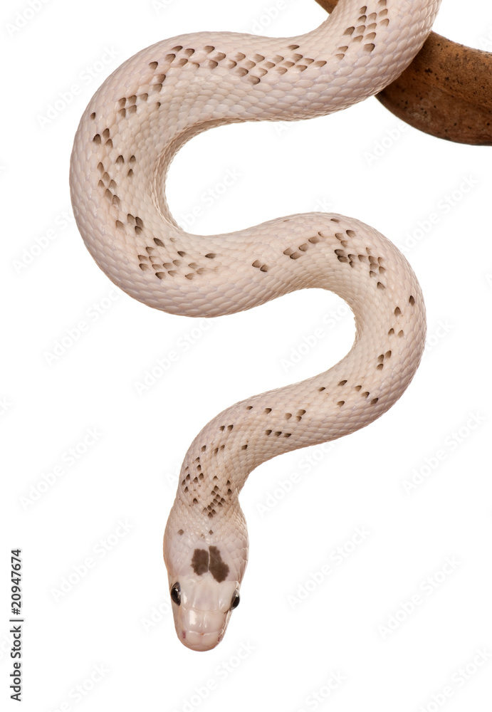 Fototapeta premium Front view of Black Rat Snake hanging from branch