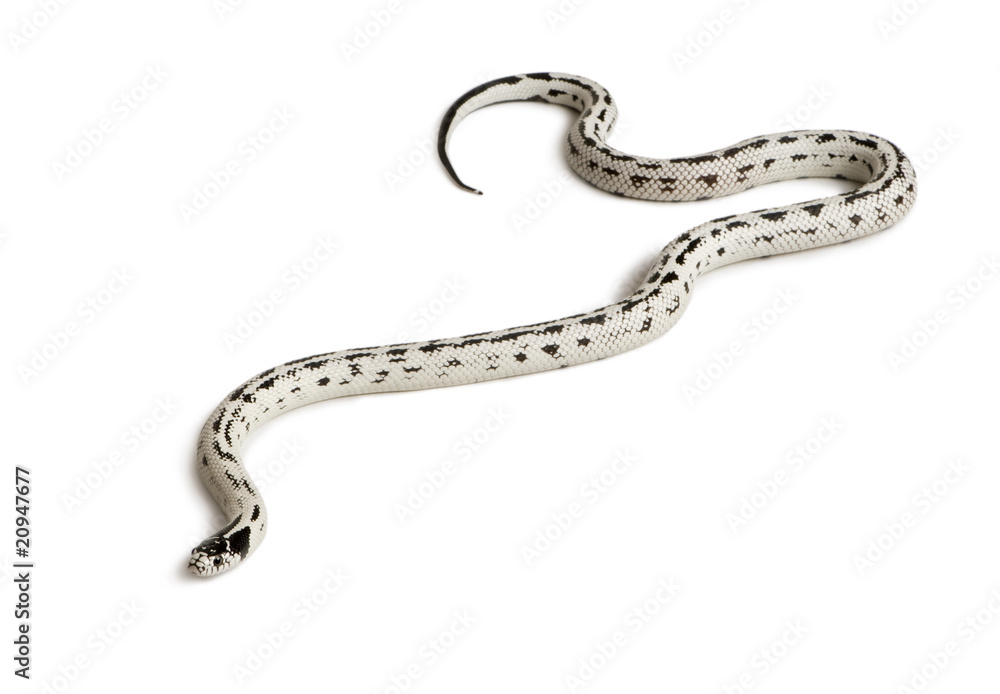 Side view of California King snake, slithering Side view of California King snake, slithering