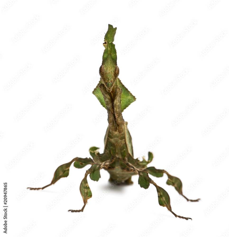 Front view of Ghost Mantis, Phyllocrania paradoxa, standing Front view of Ghost Mantis, Phyllocrania paradoxa, standing