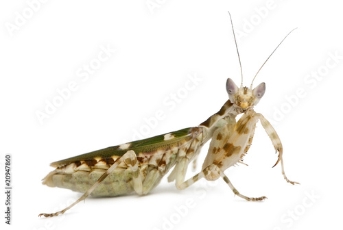 Side view of Creobroter or Flower Mantis, 1 month old photo