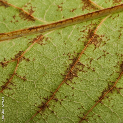 Close-up of Phyllium bioculatum, leaf insect or walking leave