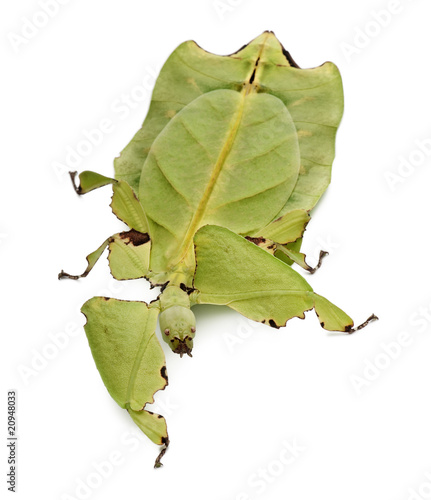Front view of Phyllium giganteum, leaf insect, walking photo