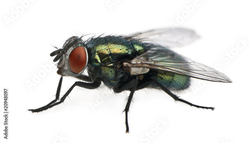 Side view of Lucilia caesar, blow-fly, standing