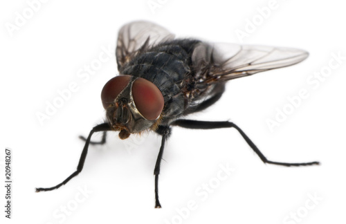 Front view of Housefly, Musca domestica, standing