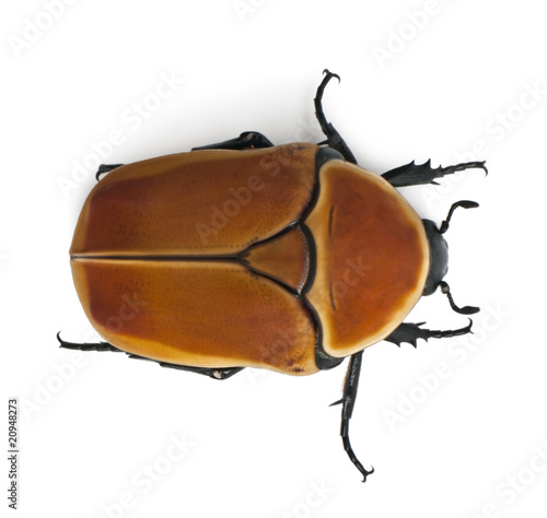 High angle view of Pachnoda marginata, a species of beetle