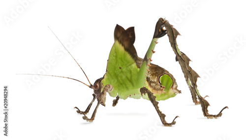 Side view of Grasshopper, Malaysian Leaf Katydid, standing
