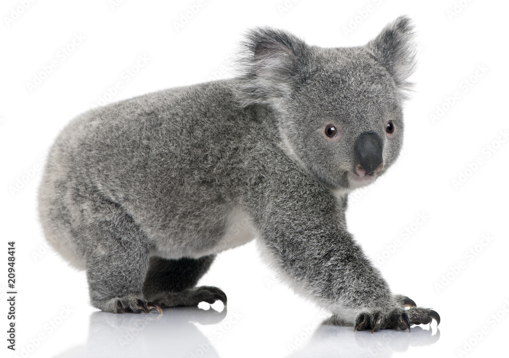 Obraz premium Widok z boku młodego koala, stojąc i patrząc w kamerę