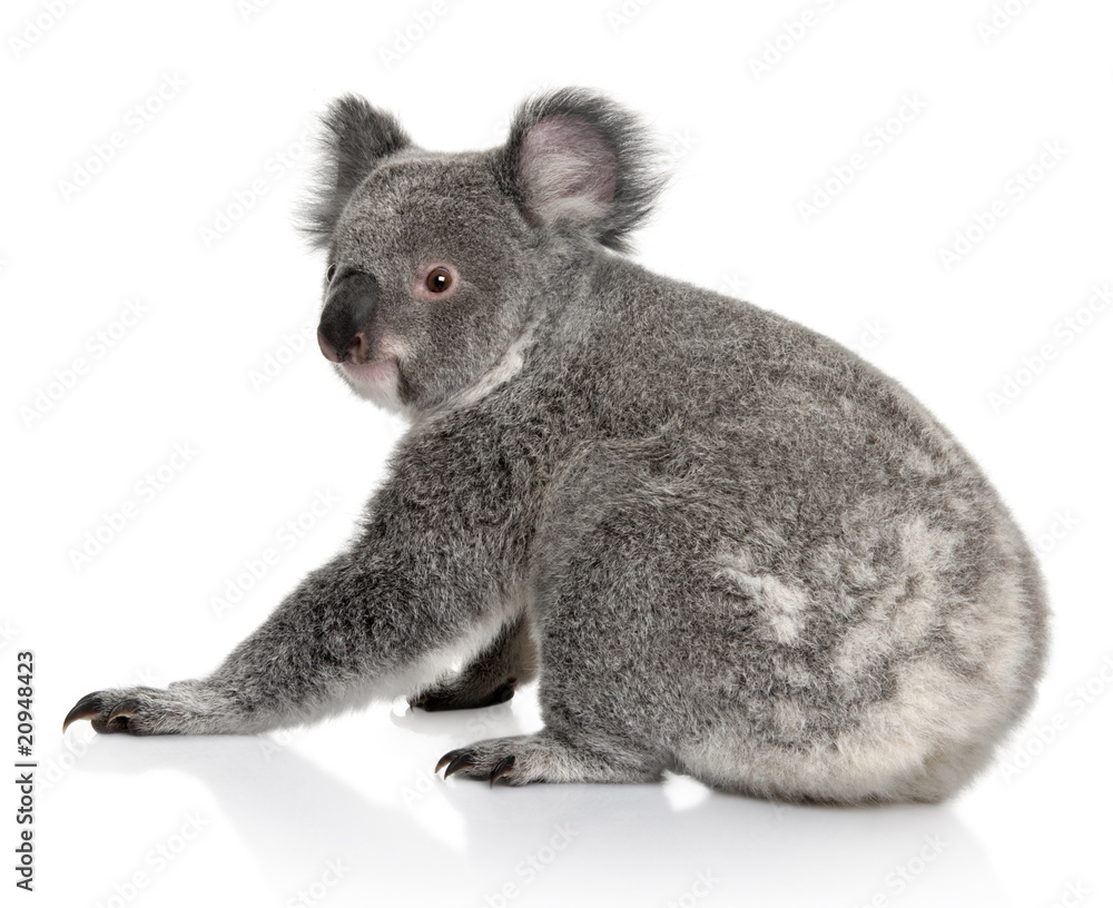 Naklejka premium Widok z tyłu młody koala, siedząc i patrząc w kamerę