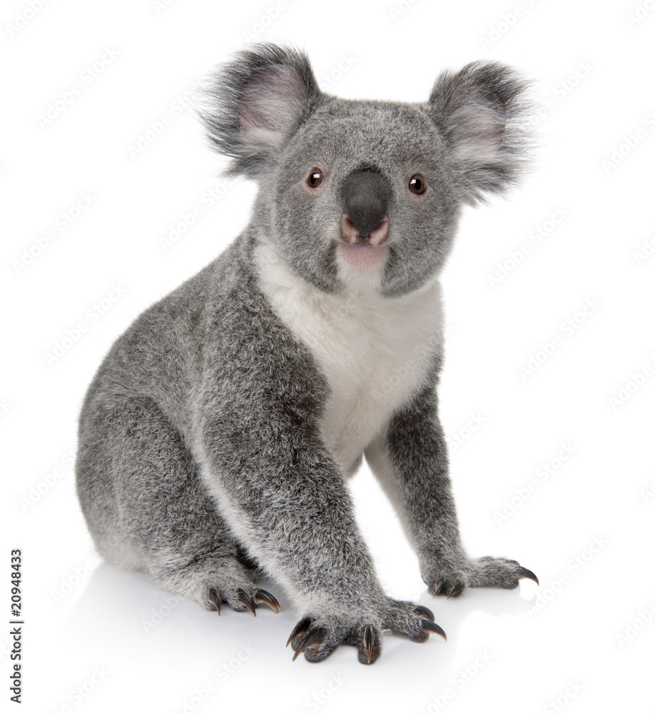 Fototapeta premium Widok z boku młodej koali, Phascolarctos cinereus, siedząca