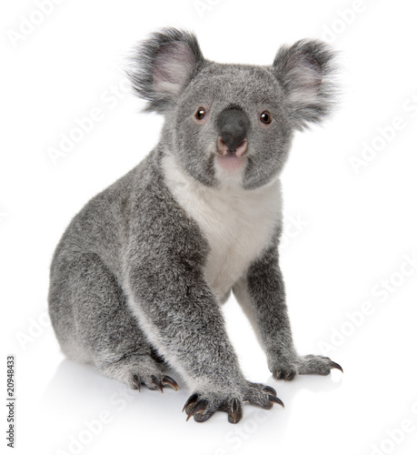 Fototapeta Naklejka Na Ścianę i Meble -  Side view of Young koala, Phascolarctos cinereus, sitting