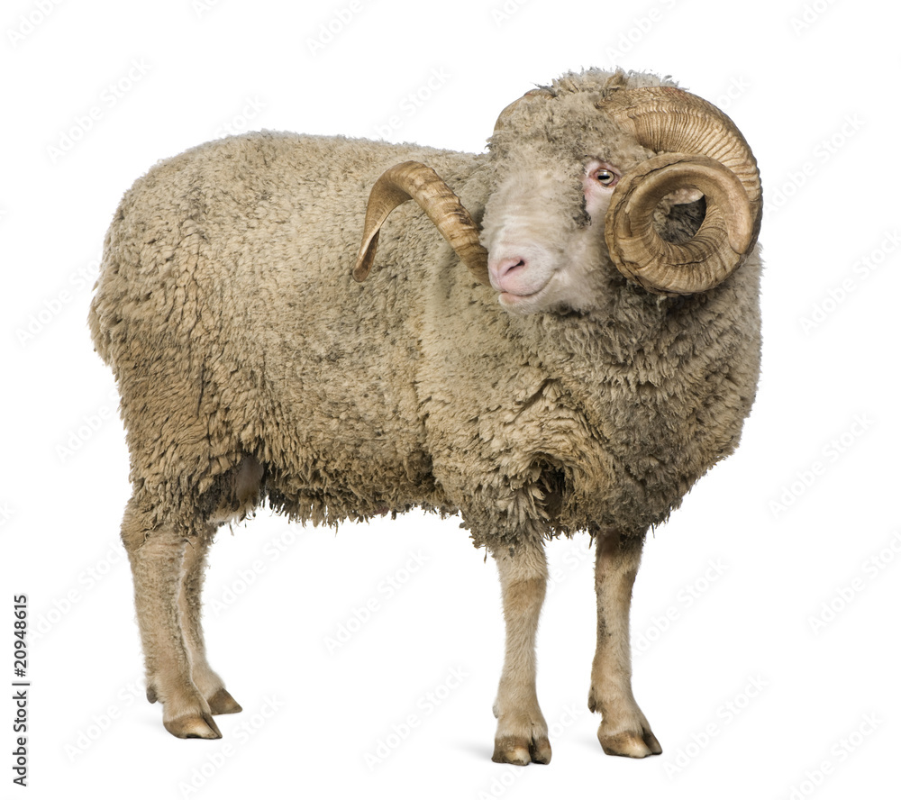 Fototapeta premium Side view of Arles Merino sheep, ram, 5 years old, standing