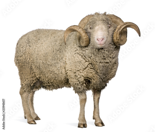 Side view of Arles Merino sheep, ram, 5 years old, standing