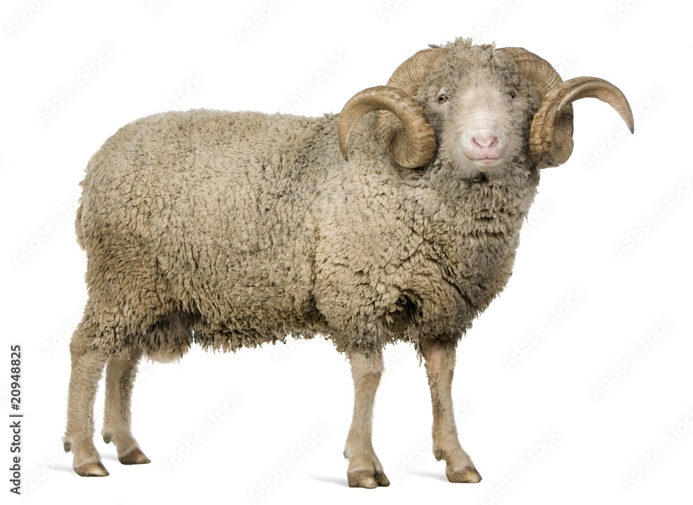 Obraz premium Side view of Arles Merino sheep, ram, 5 years old, standing