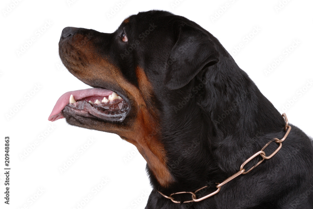 Obraz premium Rottweiler dog