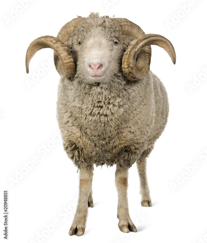 Front view of Arles Merino sheep, ram, 5 years old, standing