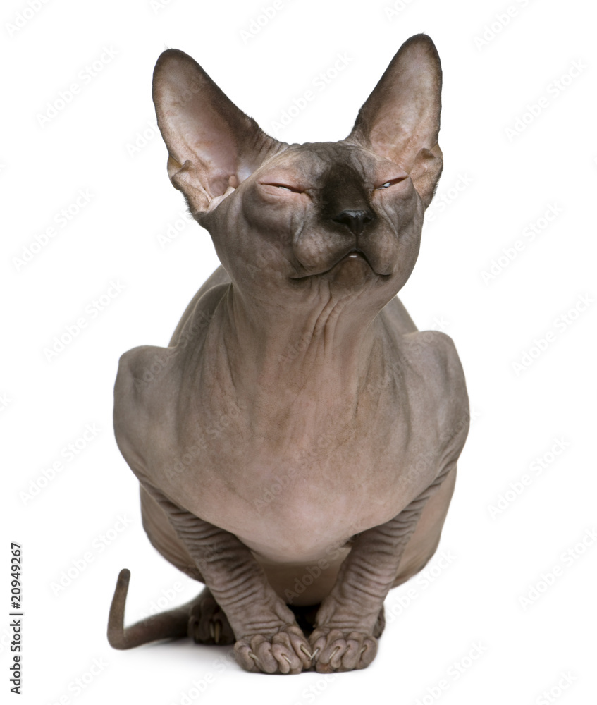Sphynx cat with eyes closed, 1 year old, sitting