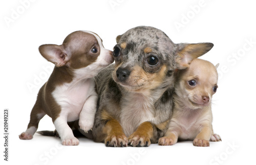 Chihuahua mother and her 2 puppies  8 weeks old