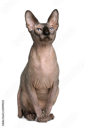 Sphynx cat, 1 year old, sitting in front of white background © Eric Isselée