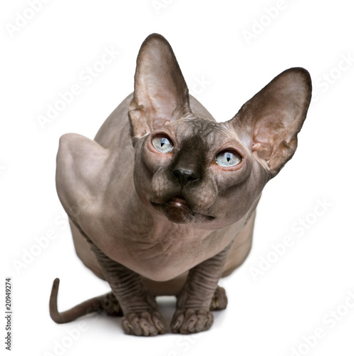 Sphynx cat, 1 year old, sitting in front of white background