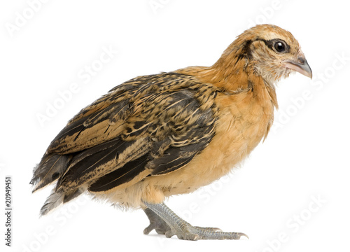 Chick, 25 days old, standing in front of white background