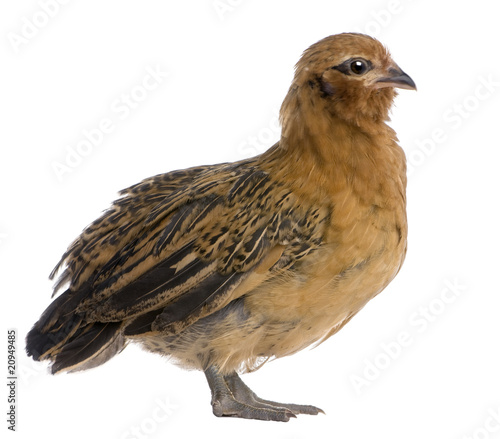 Chick, 36 days old, standing in front of white background