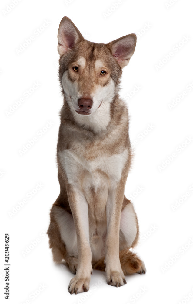 Saarlooswolf Dog sitting in front of white background