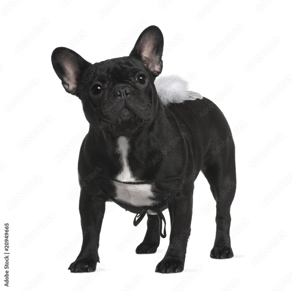 French Bull dog, standing in front of white background