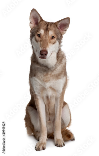 Saarlooswolf Dog sitting in front of white background © Eric Isselée