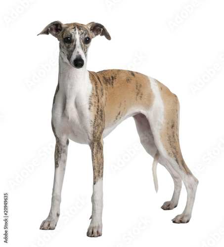 Young Whippet  standing in front of white background