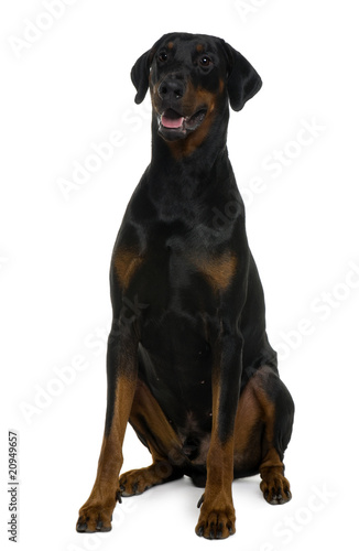 Doberman, sitting in front of white background