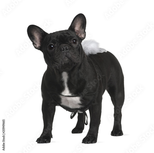 French Bull dog, standing in front of white background © Eric Isselée