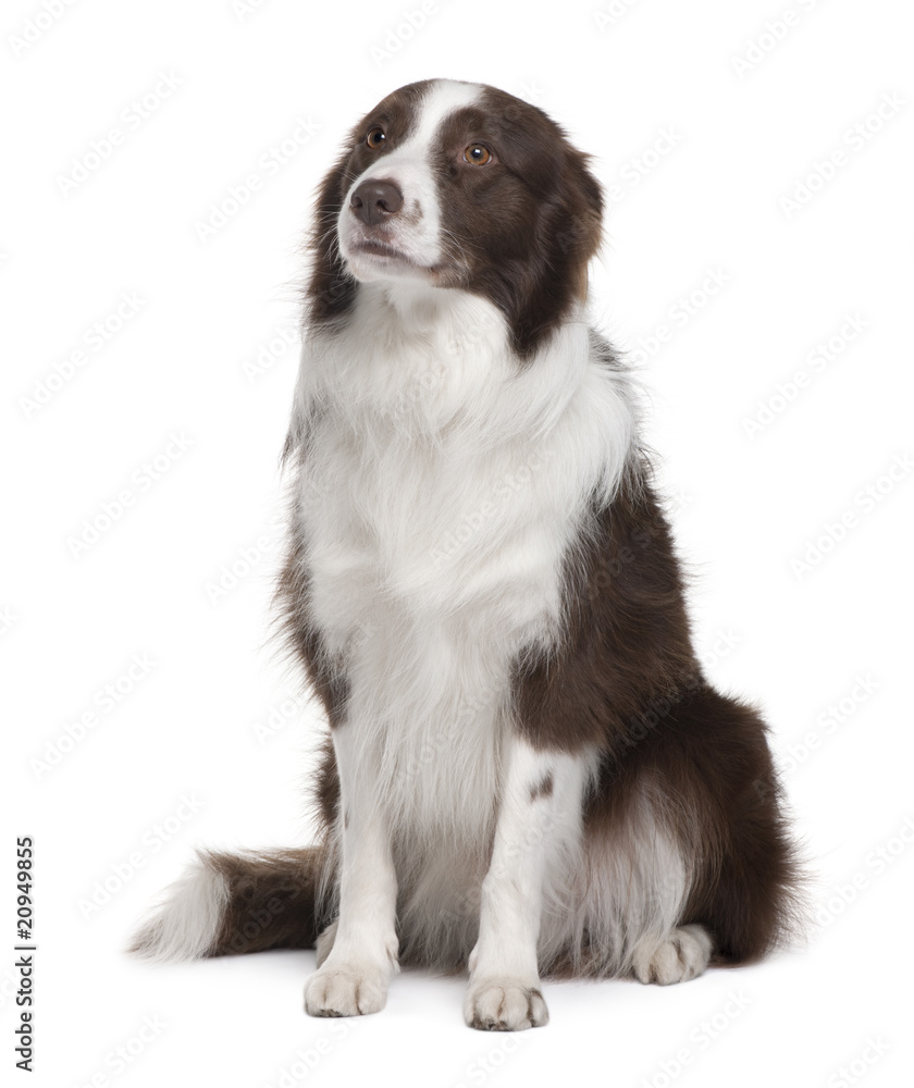 Border Collie, sitting in front of white background Border Collie, sitting in front of white background
