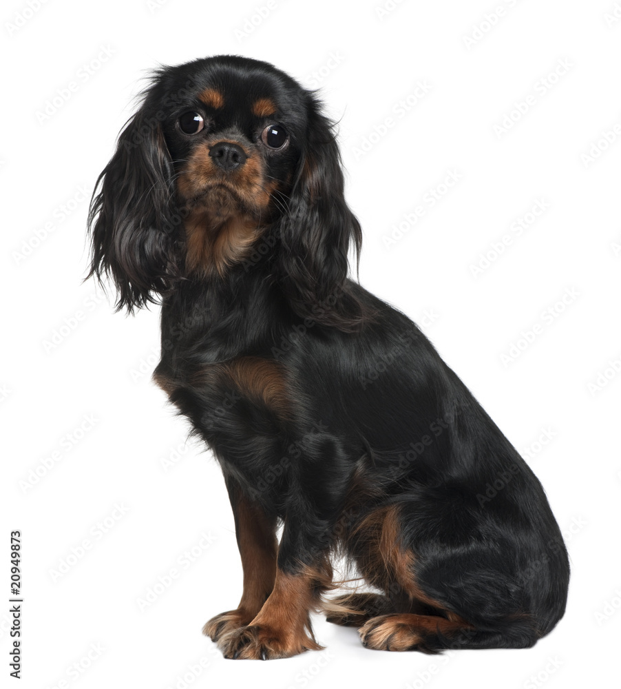 Cavalier King Charles, sitting in front of white background
