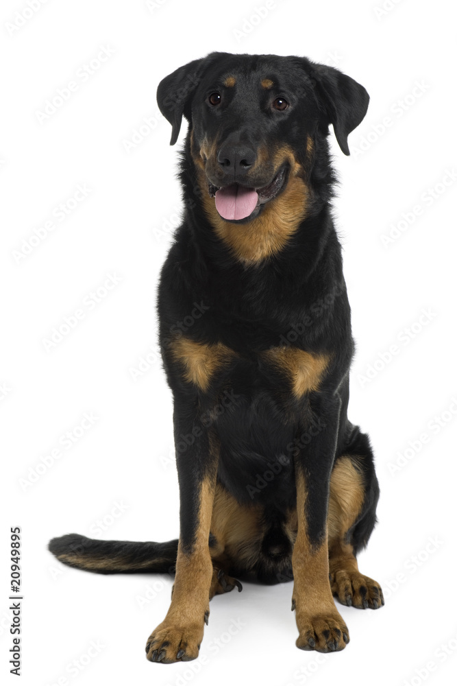 Beauceron sitting and panting in front of a white background