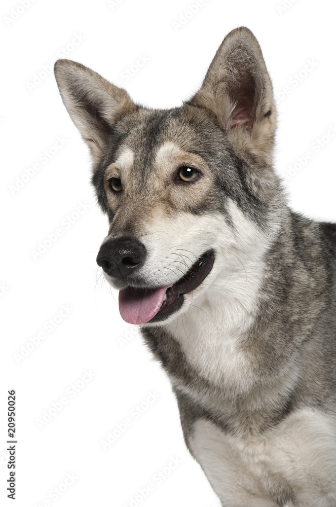 Close-up of Saarlooswolf dog panting Close-up of Saarlooswolf dog panting