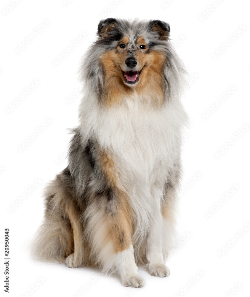 Front view of Rough Collie, sitting in front of white background