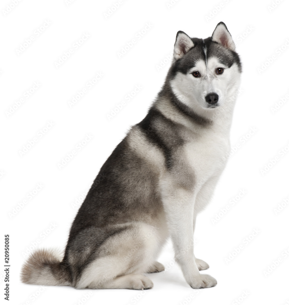 Akita inu, 3 years old, sitting in front of white background Akita inu, 3 years old, sitting in front of white background