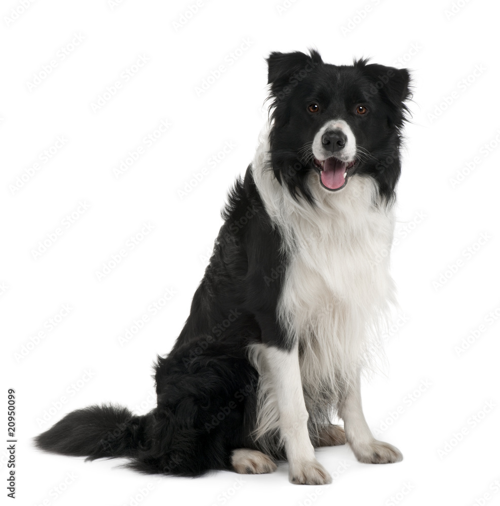 Fototapeta premium Border Collie, 3 years old, sitting in front of white background