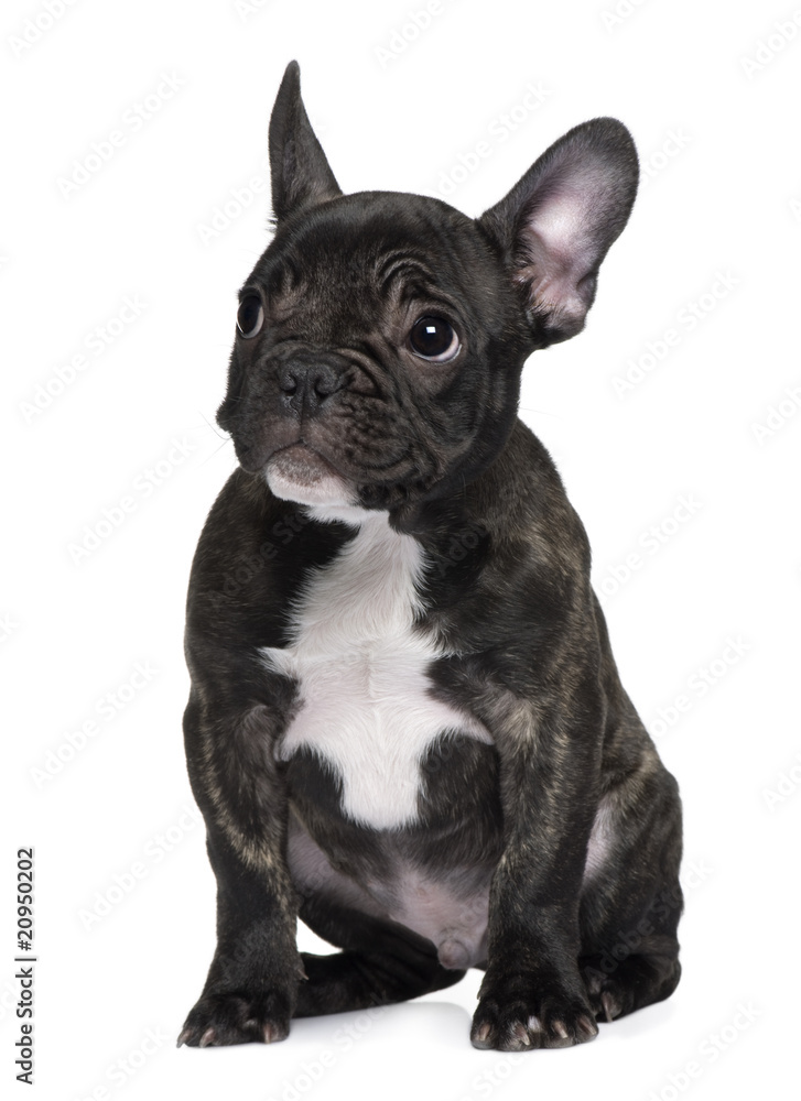 French Bulldog puppy, sitting in front of white background