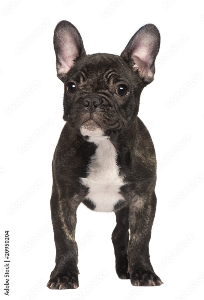 French Bulldog puppy, standing in front of white background